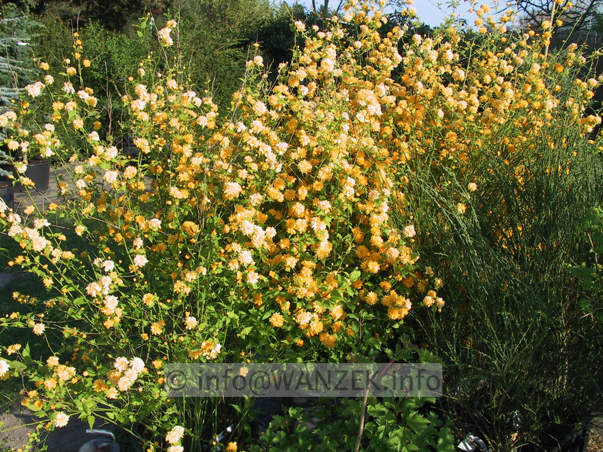 Kerria japonica Pleniflora 01.JPG